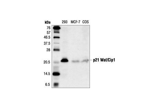Western Blotting Image 2: p21 Waf1/Cip1 (DCS60) Mouse Monoclonal Antibody