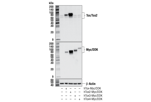 Western Blotting Image 2: Tox/Tox2 (E6I3Q) Rabbit Monoclonal Antibody