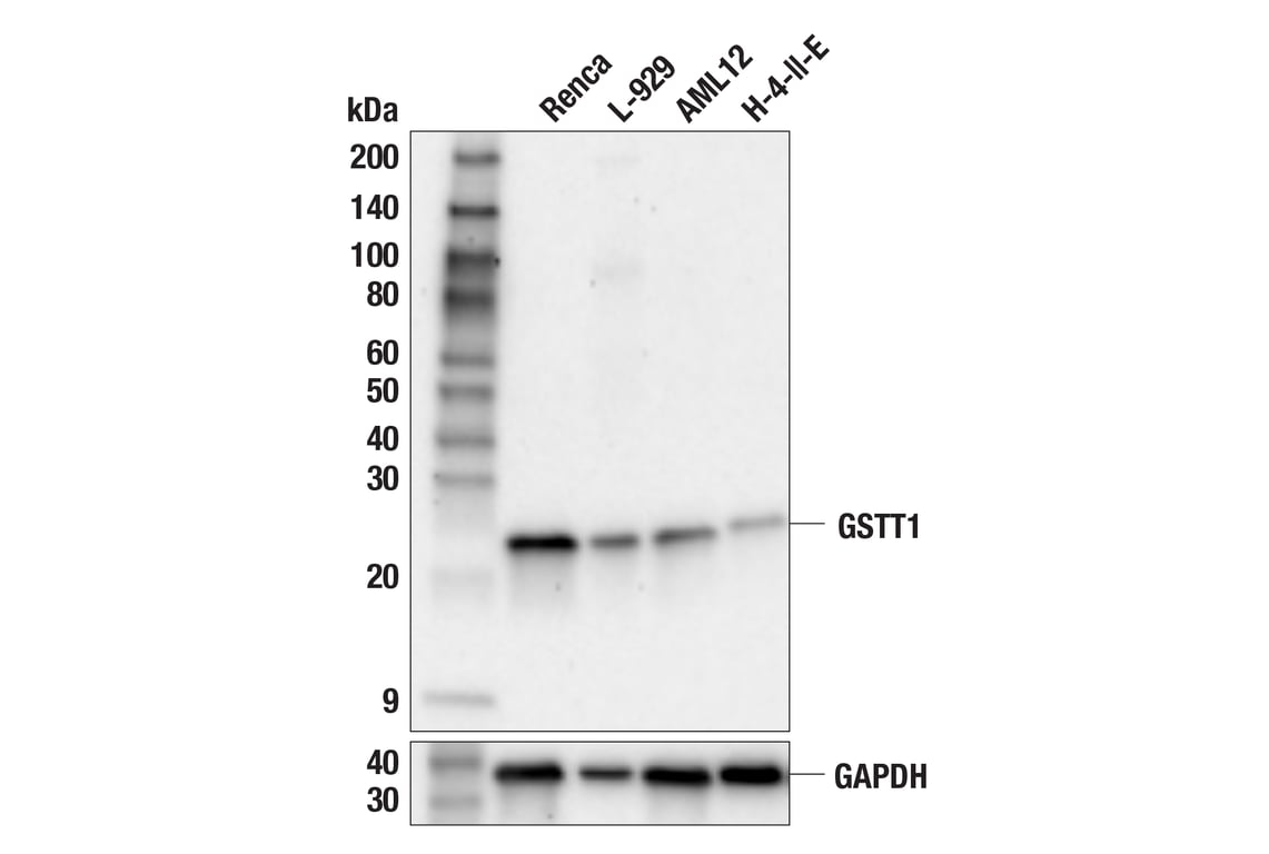 Western Blotting Image 2: GSTT1 (F6G2R) Rabbit Monoclonal Antibody
