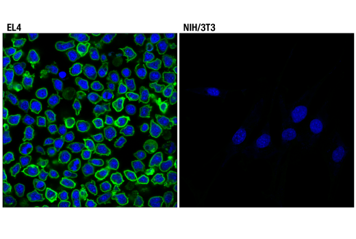 Immunofluorescence Image 1: PD-1 (Intracellular Domain) (D7D5W) Rabbit Monoclonal Antibody (BSA and Azide Free)
