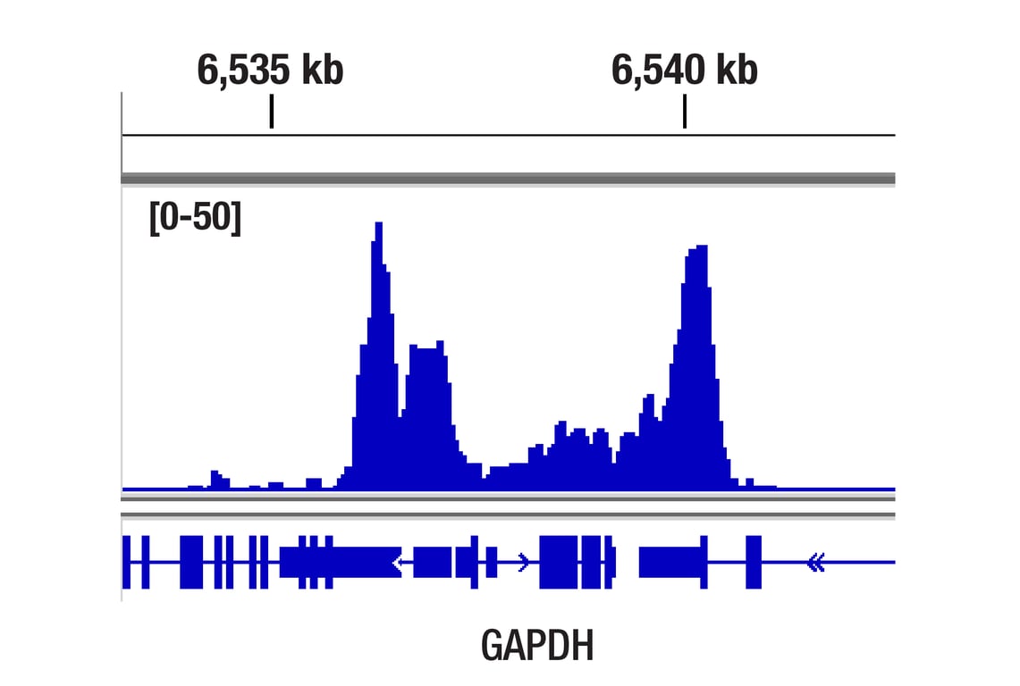CUT & Tag Image 1: Di-Methyl-Histone H3 (Lys4) (C64G9) Rabbit Monoclonal Antibody