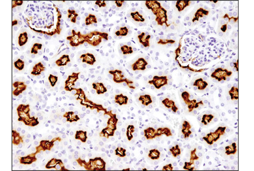 Immunohistochemistry Image 1: ABCG2 (D5V2K) Rabbit Monoclonal Antibody