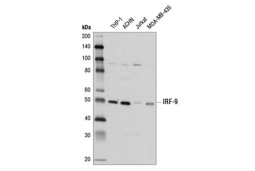Western Blotting Image 2: IRF-9 (D2T8M) Rabbit Monoclonal Antibody