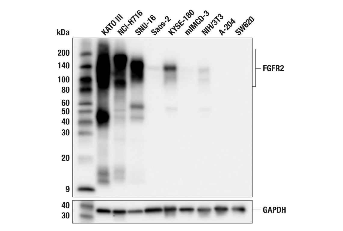 Western Blotting Image 2: FGF Receptor 2 (F3N9K) Rabbit Monoclonal Antibody