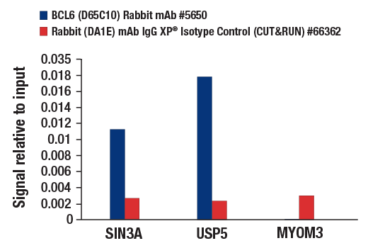 CUT & RUN Image 3: BCL6 (D65C10) Rabbit mAb