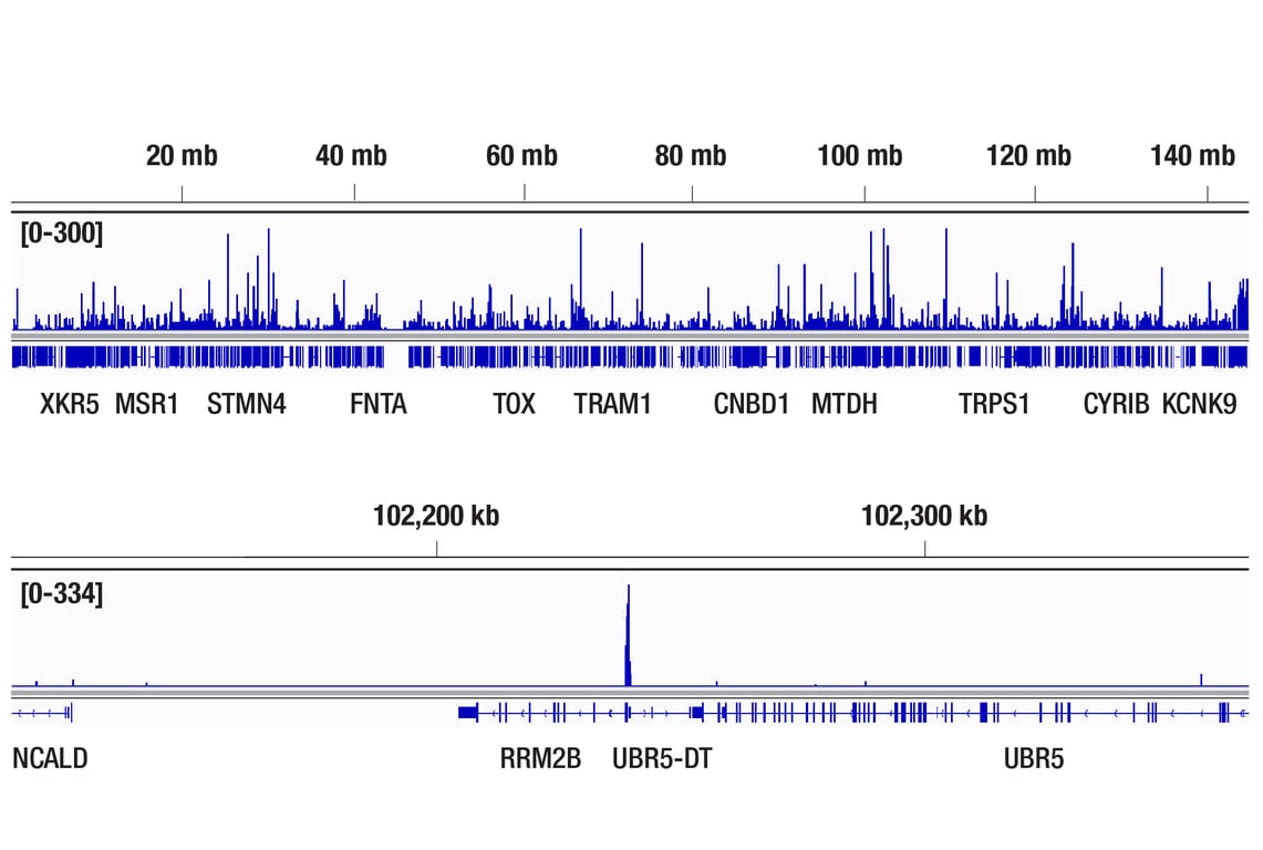 CUT & Tag Image 2: p300 (D2X6N) Rabbit Monoclonal Antibody