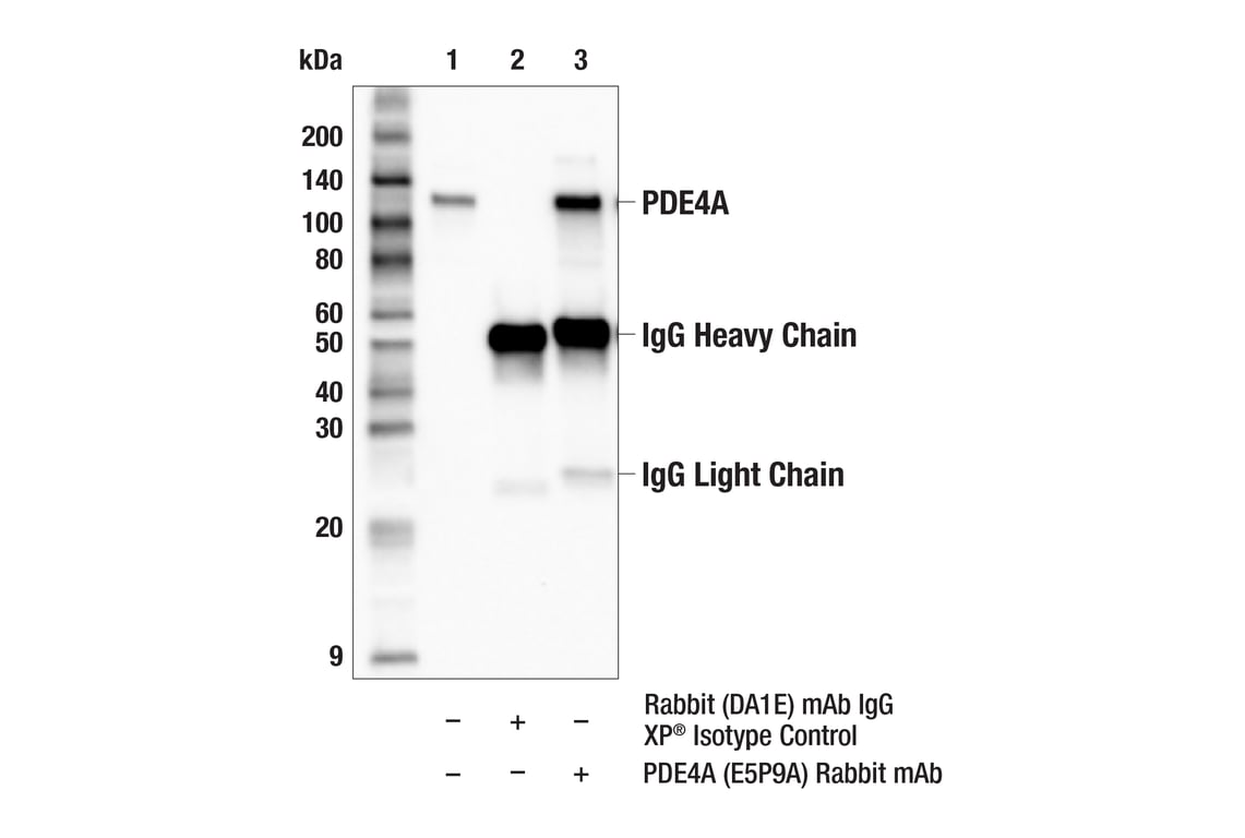 Immunoprecipitation Image 1: PDE4A (E5P9A) Rabbit Monoclonal Antibody