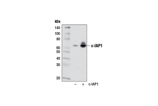 Western Blotting Image 2: c-IAP1 (D5G9) Rabbit Monoclonal Antibody