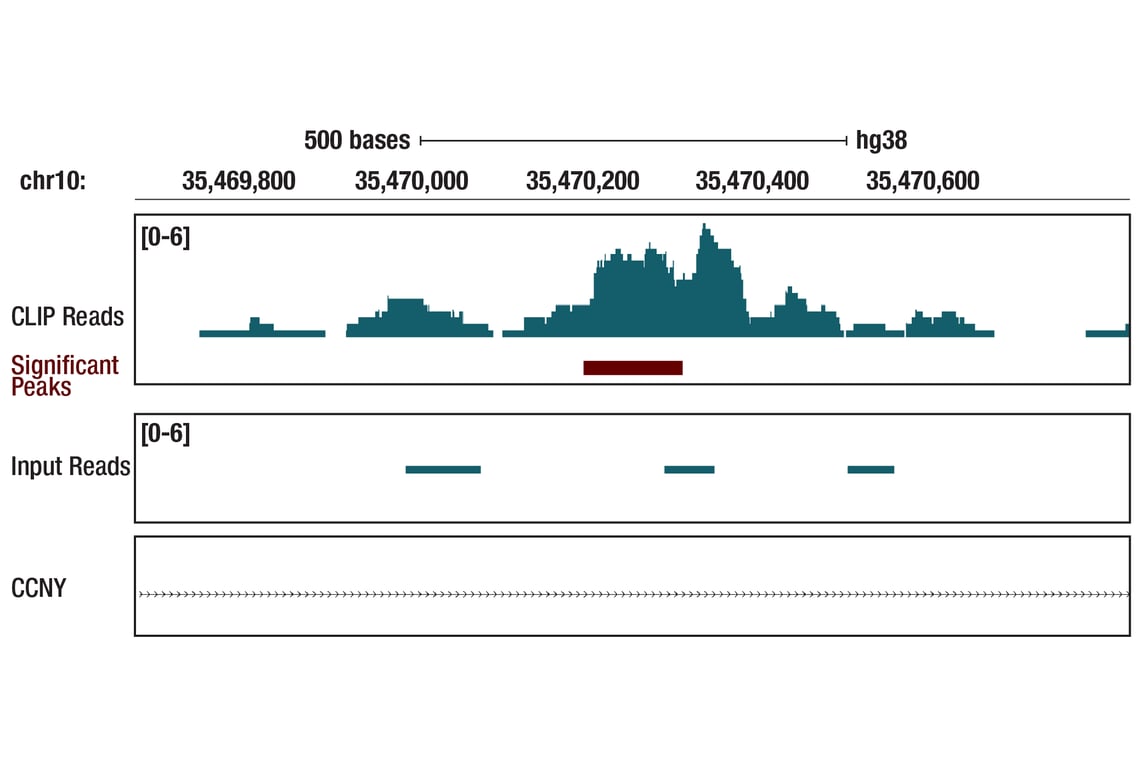 eCLIP Image 1: SSU72 (D3I2D) Rabbit Monoclonal Antibody