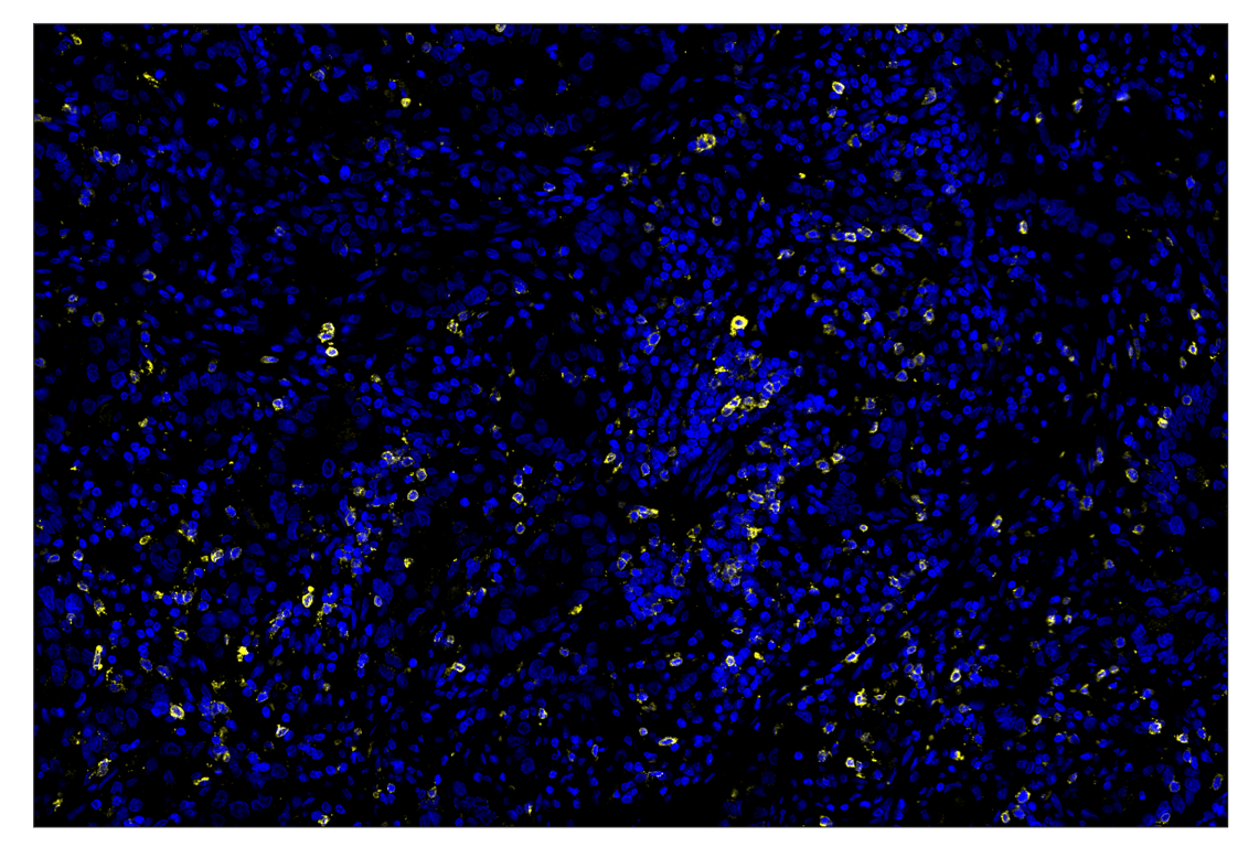 Immunohistochemistry Image 1: GITR (D5V7P) & CO-0187-488 SignalStar<sup>®</sup> Oligo-Antibody Pair