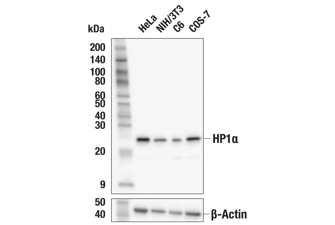 Western Blotting Image 2: HP1 alpha (F3K7M) Rabbit Monoclonal Antibody
