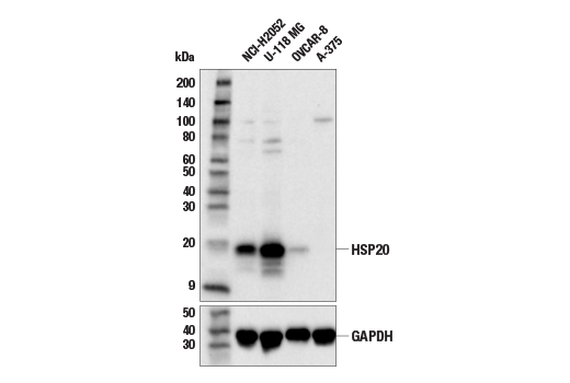 Western Blotting Image 2: HSP20 (E6O7A) Rabbit Monoclonal Antibody