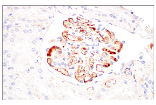 Immunohistochemistry Image 5: FGL1 (E7C1Q) Rabbit Monoclonal Antibody (BSA and Azide Free)