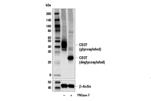 Western Blotting Image 2: CD37 (E4K2M) Rabbit Monoclonal Antibody
