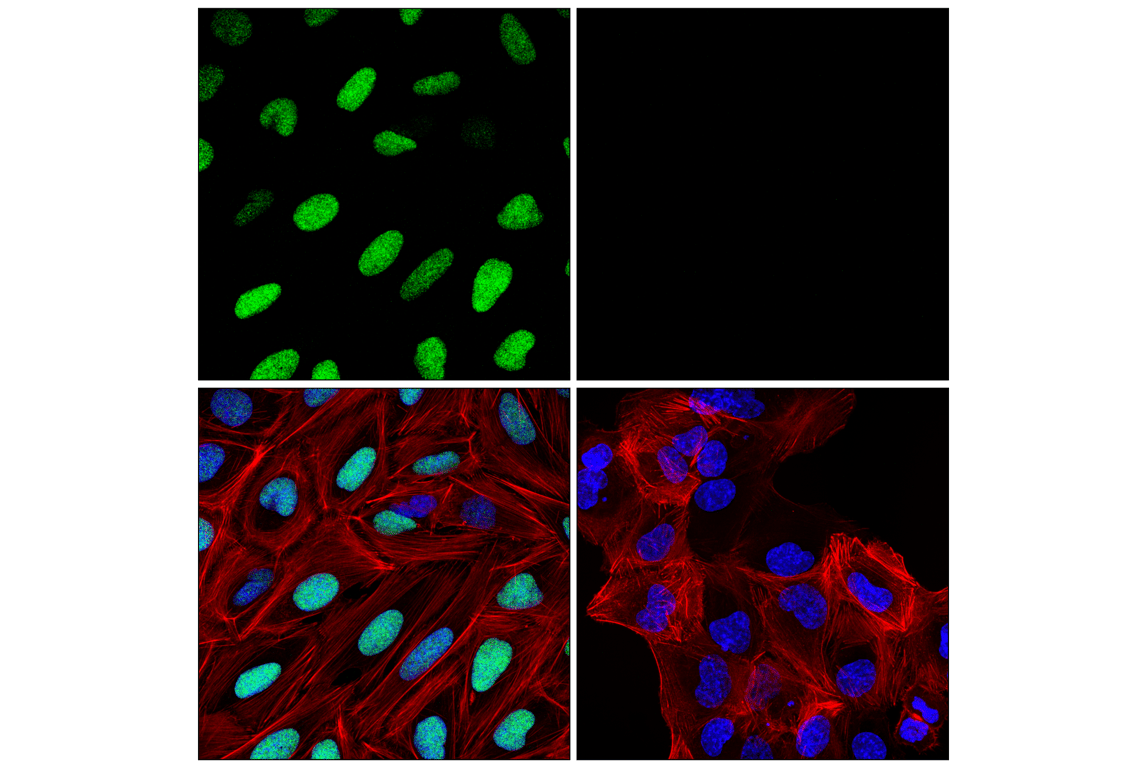 Immunofluorescence Image 1: HMCES (F4E4Q) Rabbit Monoclonal Antibody