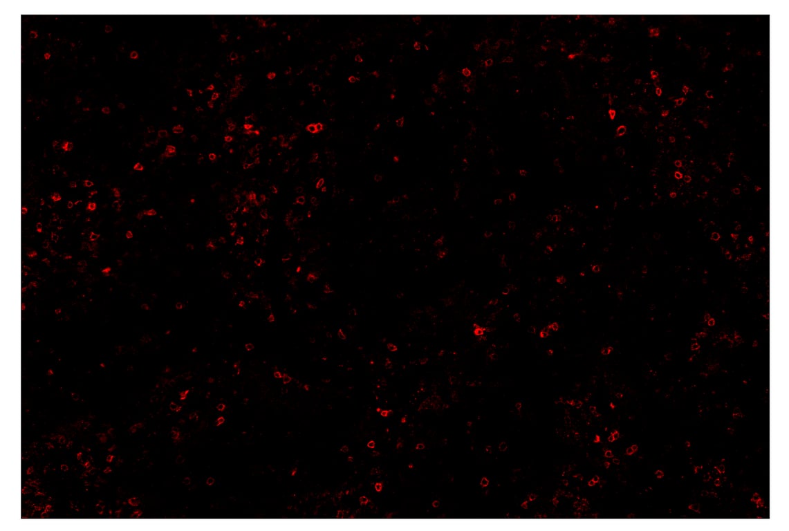 Immunohistochemistry Image 4: PD-1 (Intracellular Domain) (D4W2J) & CO-0008-488 SignalStar<sup>™</sup> Oligo-Antibody Pair