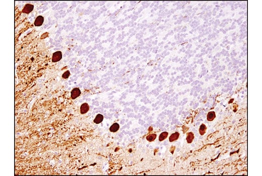 Immunohistochemistry Image 3: Calbindin (D1I4Q) XP<sup>®</sup> Rabbit mAb