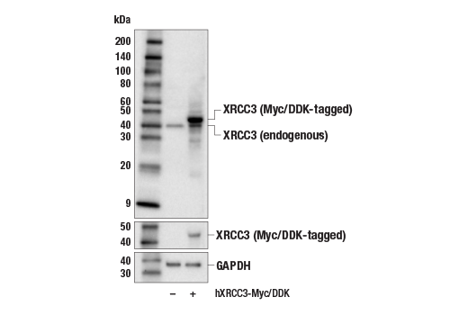Western Blotting Image 2: XRCC3 (E9X4D) Rabbit Monoclonal Antibody