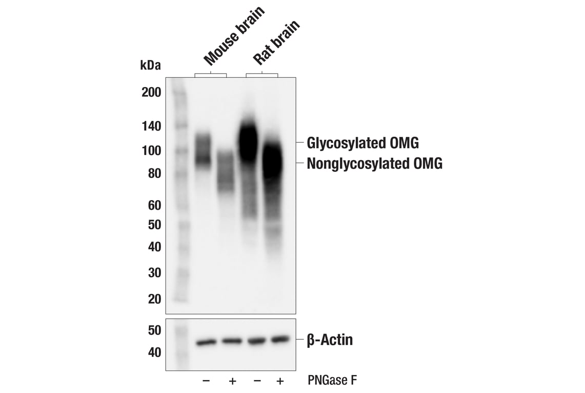 Western Blotting Image 2: OMG (F9N5O) Rabbit Monoclonal Antibody