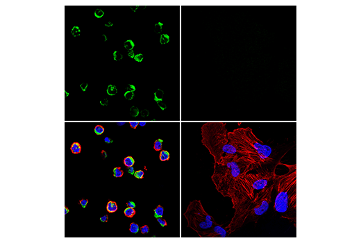 Immunofluorescence Image 1: NKG7 (E6S2A) Rabbit Monoclonal Antibody