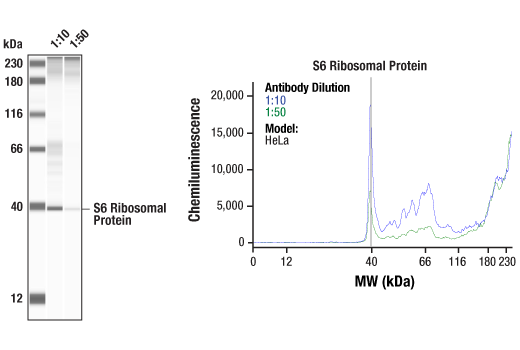 Western Blotting Image 1: S6 Ribosomal Protein (5G10) Rabbit Monoclonal Antibody