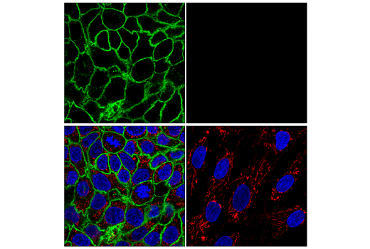 Immunofluorescence Image 1: JAM-A (E6Z7E) Rabbit Monoclonal Antibody