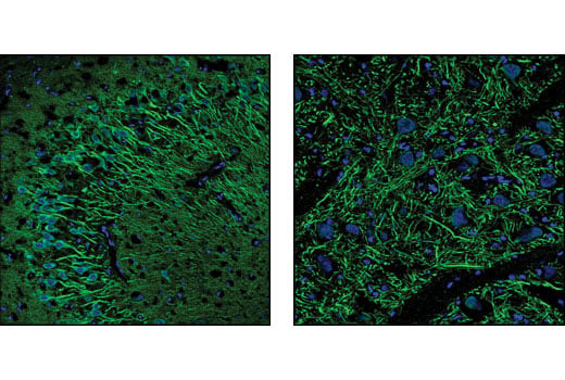 Immunofluorescence Image 1: Myosin Va Antibody