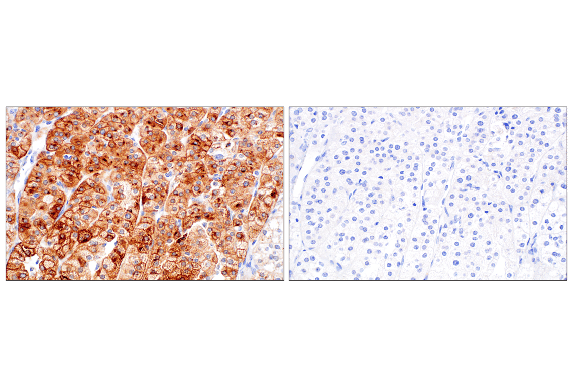 Immunohistochemistry Image 6: DLK1 (F7O3Q) Rabbit Monoclonal Antibody