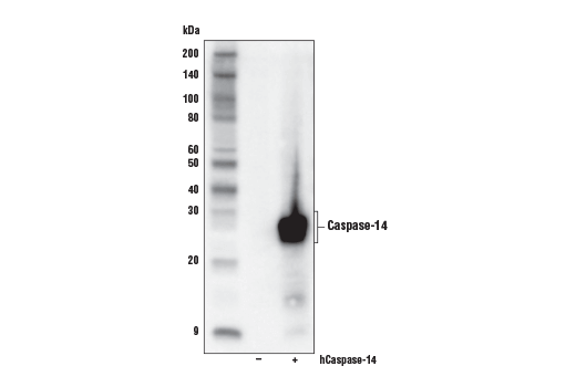 Western Blotting Image 2: Caspase-14 (D3J3D) Rabbit Monoclonal Antibody