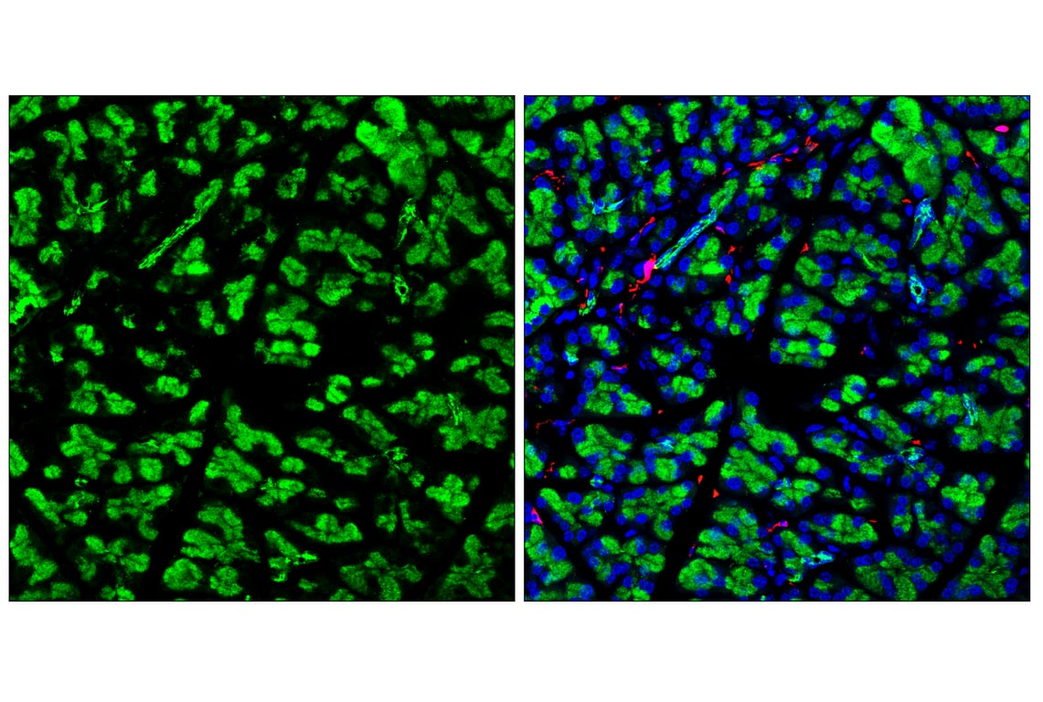 Immunofluorescence Image 1: Clusterin (E2O1D) Rabbit Monoclonal Antibody