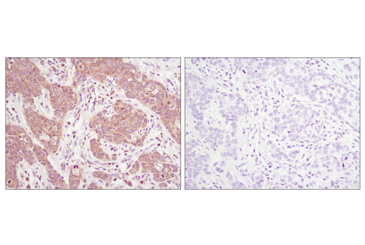 Immunohistochemistry Image 2: eIF4E (C46H6) Rabbit Monoclonal Antibody (BSA and Azide Free)