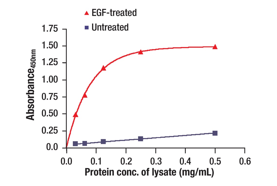 ELISA and/or ELISA-like Assays Image 8: EGF Receptor (EGFR1) Mouse Monoclonal Antibody (BSA and Azide Free)