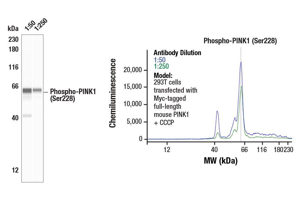 Western Blotting Image 1: Phospho-PINK1 (Ser228) (E9K3K) Rabbit mAb