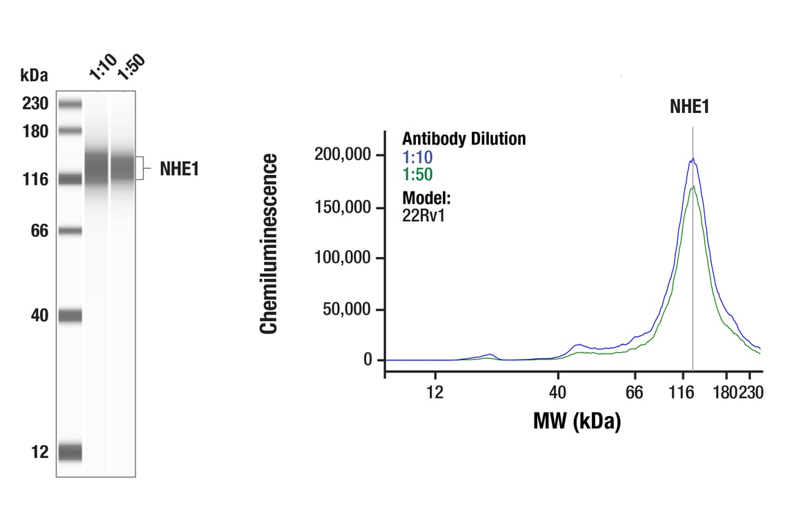 Western Blotting Image 1: NHE1 (E2S8S) Rabbit Monoclonal Antibody