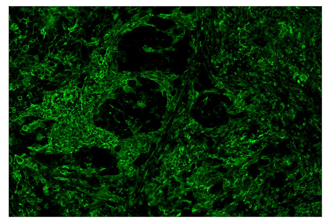 Immunohistochemistry Image 1: CD40 (D8W3N) & CO-0115-488 SignalStar<sup>™</sup> Oligo-Antibody Pair