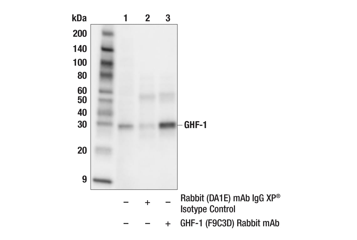 Immunoprecipitation Image 1: GHF-1 (F9C3D) Rabbit Monoclonal Antibody