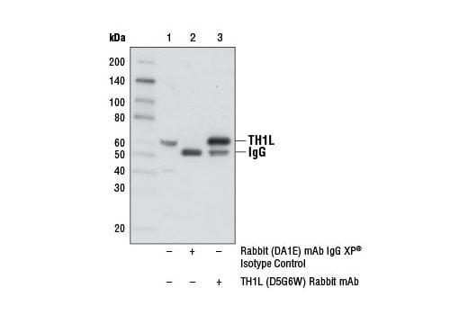 Immunoprecipitation Image 1: TH1L (D5G6W) Rabbit Monoclonal Antibody