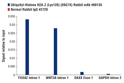Chromatin Immunoprecipitation Image 3: Ubiquityl-Histone H2A.Z (Lys120) (E6G7X) Rabbit Monoclonal Antibody