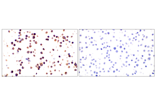 Immunohistochemistry Image 9: Fc-gammaRIIB (E4D2F) Rabbit Monoclonal Antibody (BSA and Azide Free)