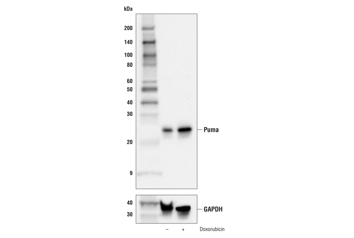 Western Blotting Image 2: Puma (E2P7G) Rabbit Monoclonal Antibody (Biotinylated)