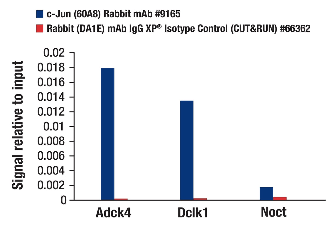 CUT & RUN Image 1: c-Jun (60A8) Rabbit Monoclonal Antibody