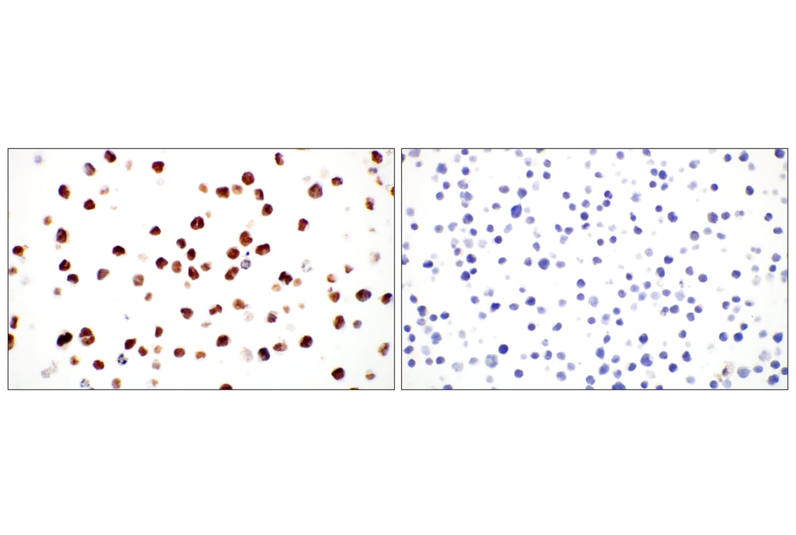 Immunohistochemistry Image 8: GATA-2 (E8B5C) Rabbit Monoclonal Antibody