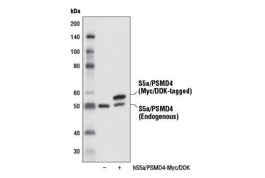 Western Blotting Image 2: S5a/PSMD4 (D20B2) Rabbit Monoclonal Antibody