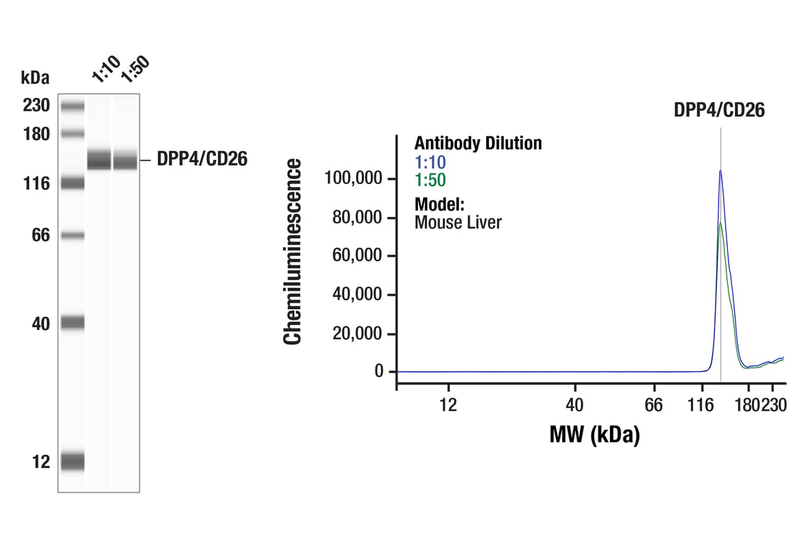 Western Blotting Image 1: DPP4/CD26 (E2V5I) Rabbit Monoclonal Antibody