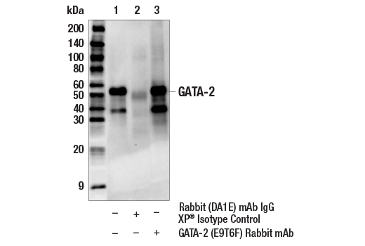 Immunoprecipitation Image 1: GATA-2 (E9T6F) Rabbit Monoclonal Antibody