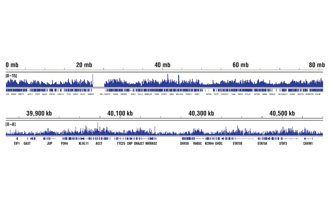 Chromatin Immunoprecipitation Image 2: Mono-Methyl-Histone H3 (Lys79) (D5X1S) Rabbit Monoclonal Antibody