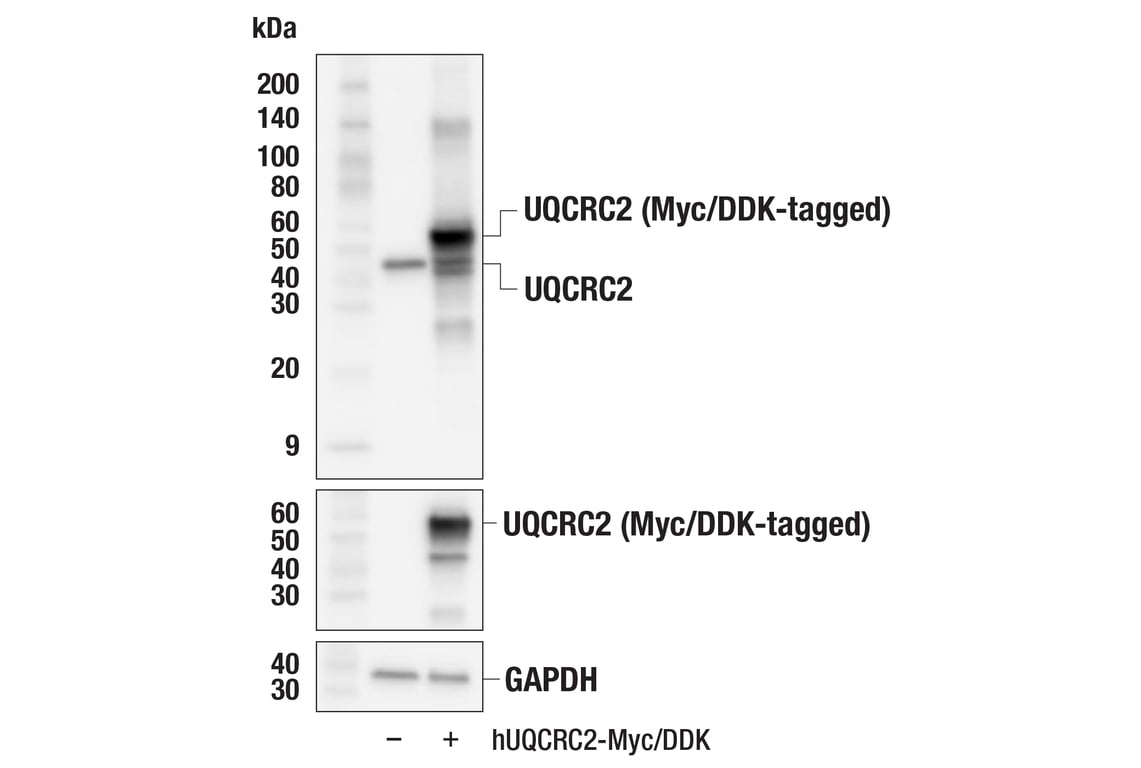 Western Blotting Image 4: UQCRC2 (F8Y5N) Rabbit Monoclonal Antibody