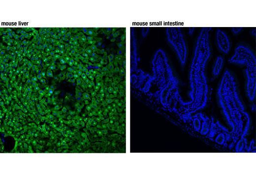 Immunofluorescence Image 1: Arginase-1 (D4E3M<sup>™</sup>) Rabbit Monoclonal Antibody