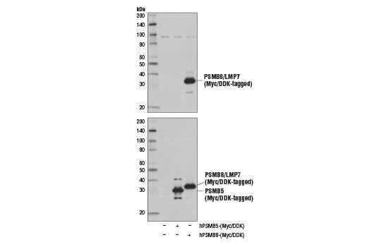 Western Blotting Image 3: PSMB8/LMP7 (D1K7X) Rabbit Monoclonal Antibody