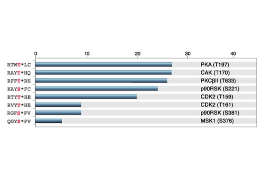 E Image 1: Phospho-(Ser/Thr) Phe Antibody